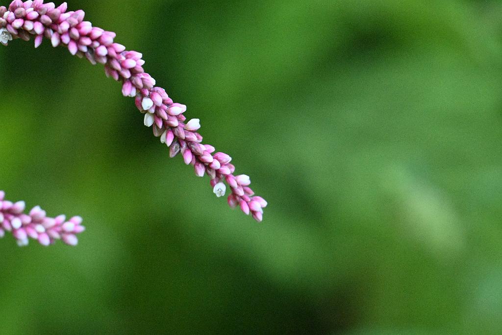 2025-08300265 Broad Meadow Brook, MA.JPG - Pennsylvania Smartweed. Broad Meadow Brook WIldlife Sanctuary, MA, 8-30-2025